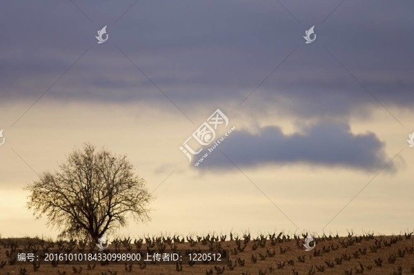 樹