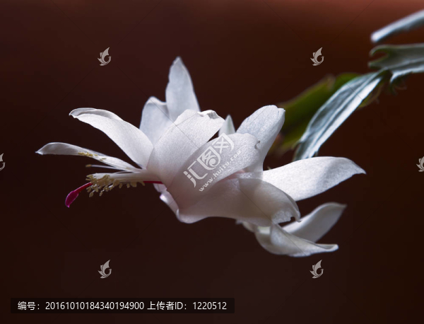美麗的白色粉紅花