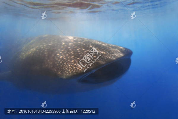 whaleshark