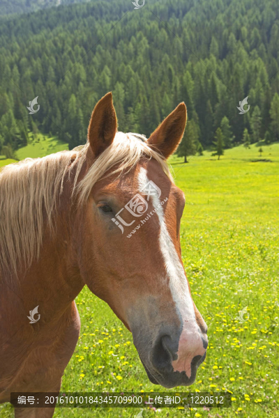 棕色的馬