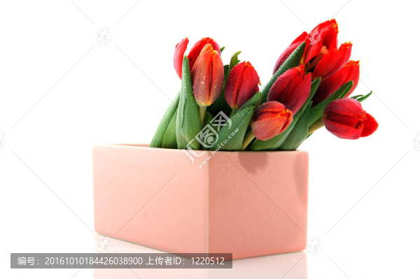 現(xiàn)代花瓶中的紅色郁金香