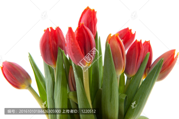 紅色的郁金香花束