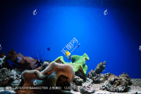 魚缸里的魚