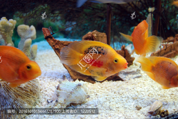 魚缸里的魚