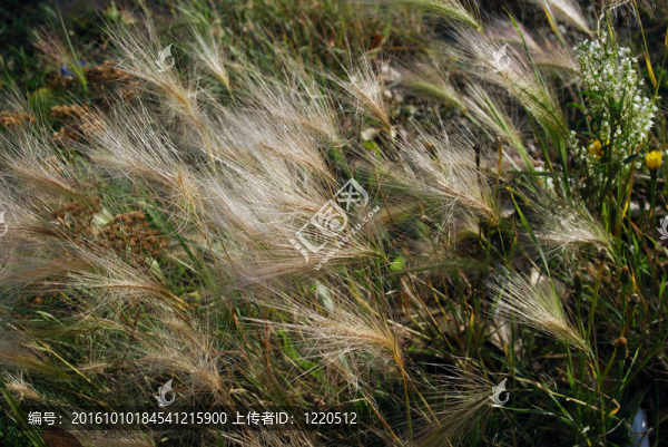 Foxtail,Barley（大麥jubatum）