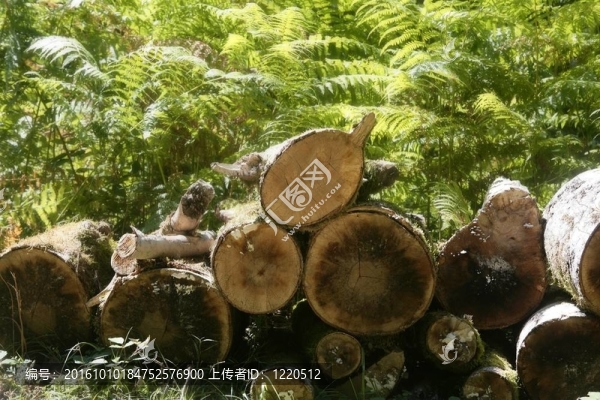 以模式為模式的木柴堆原木