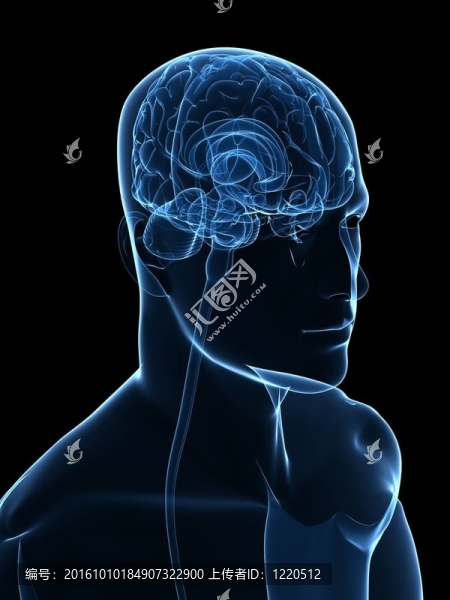 人類的大腦