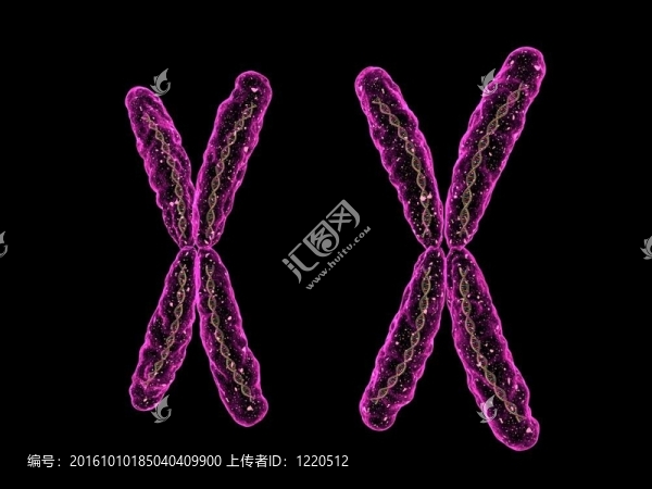 XX染色體