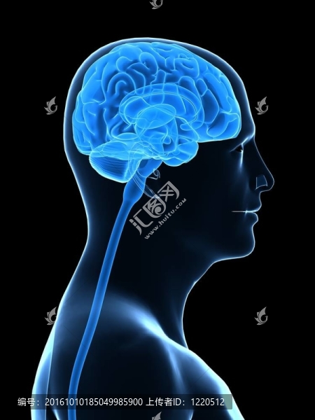 人類的大腦