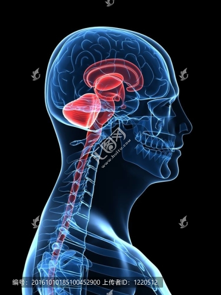 人類的大腦