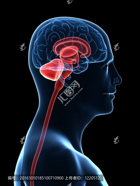 人類的大腦