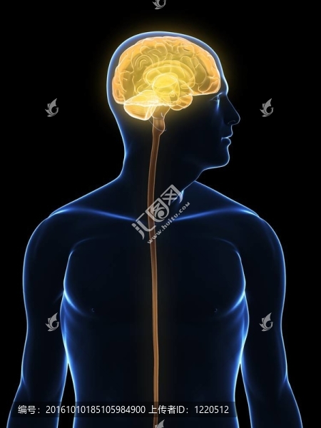 人類的大腦