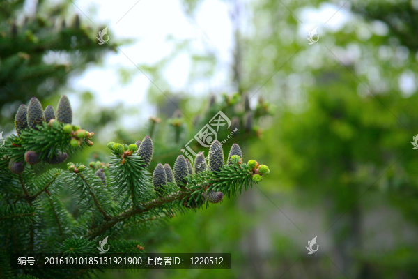云杉林中的樹枝