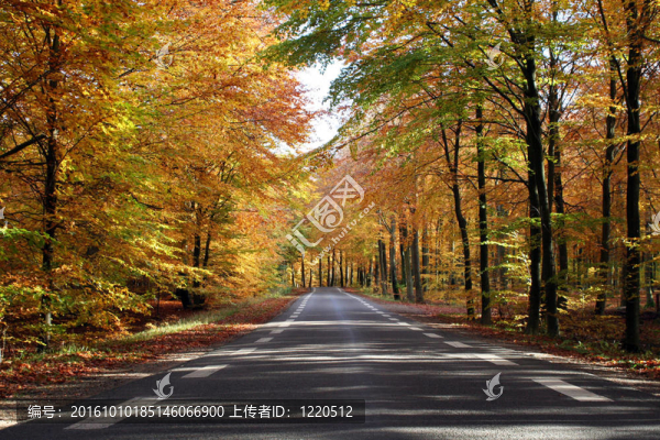福雷斯特路