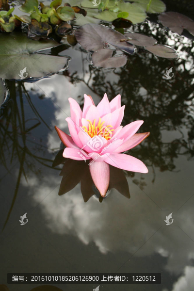 水百合花