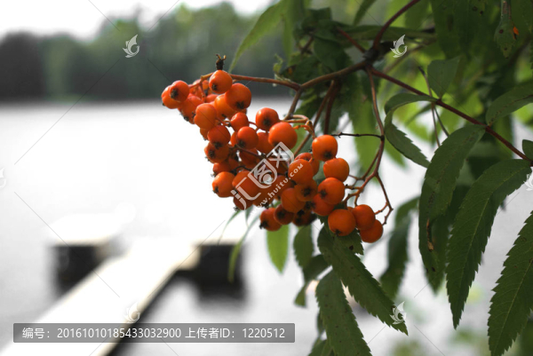 許多ashberries