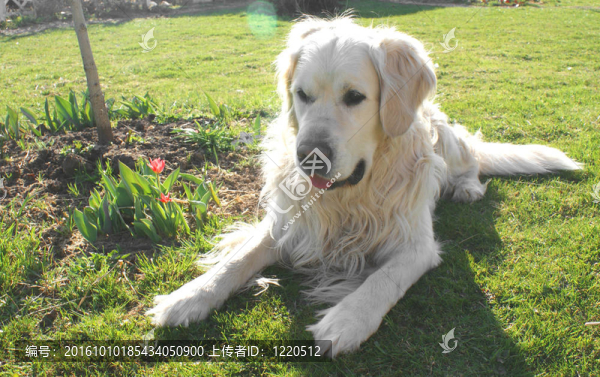 花園里的一只金毛獵犬