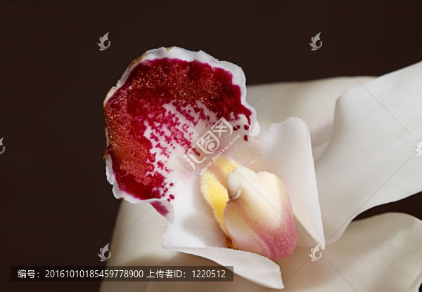 白蘭花