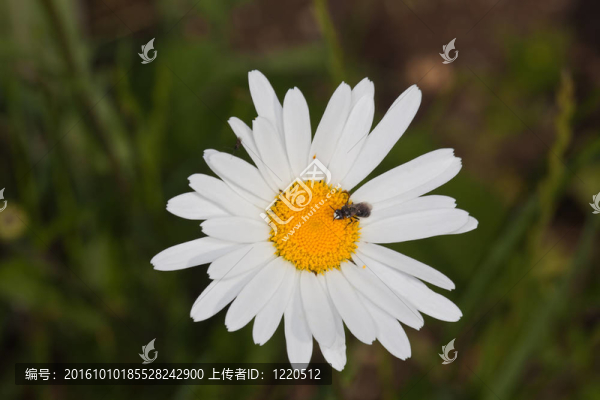 在花園里的白黃色的花