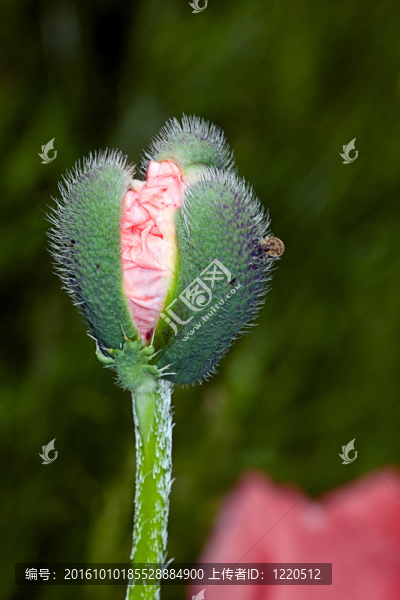 罌粟花蕾閃爍在花園里曬太陽