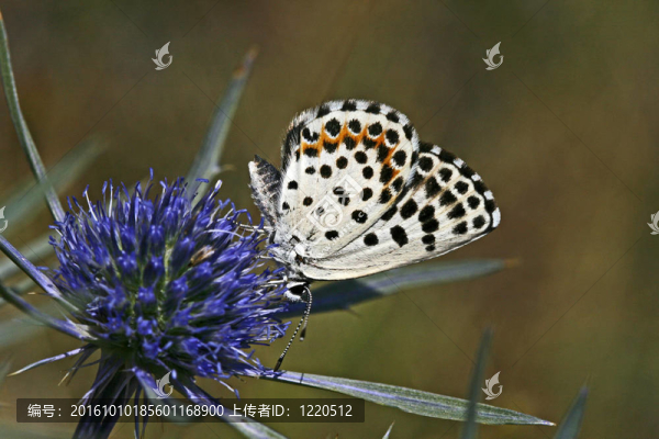 chequred藍；蝴蝶（scolitantides獵戶座）