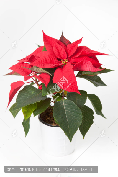 孤立的紅色一品紅