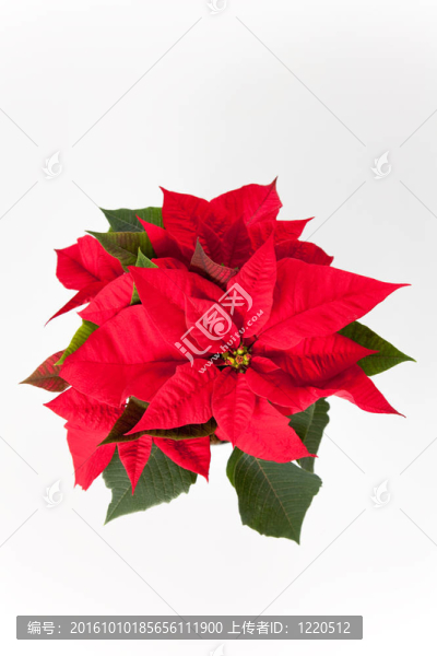 孤立的紅色一品紅