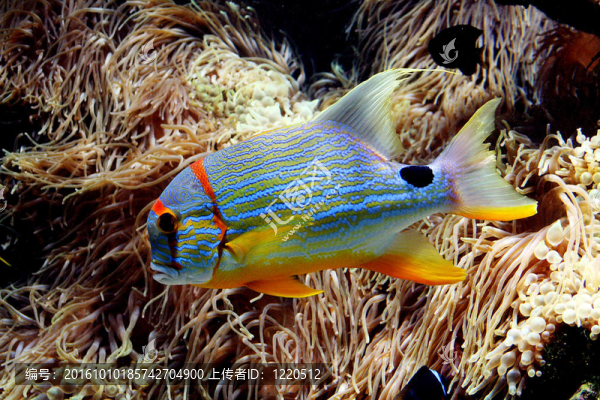 熱帶魚(yú)