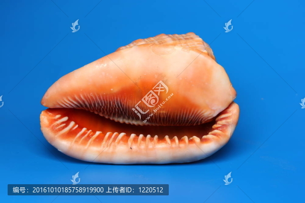 紅色的貝殼