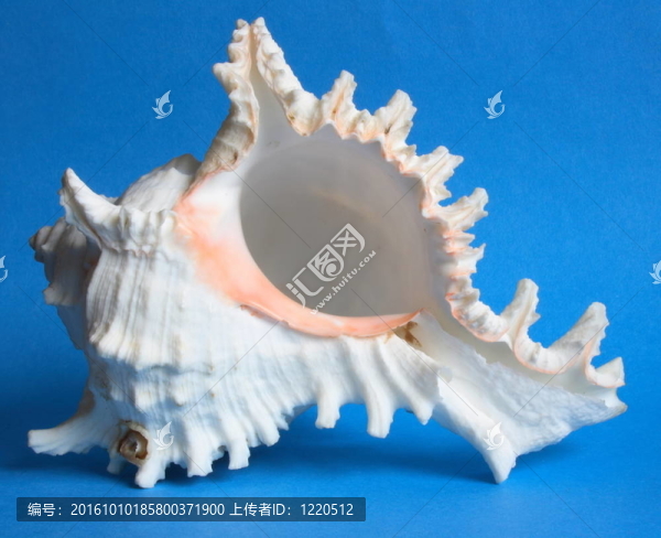 藍(lán)色背景上的白色貝殼