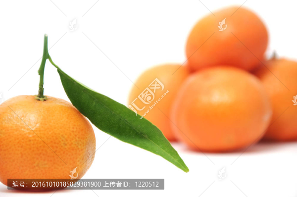 孤立的Tangerine夜店與白色背景上的葉子