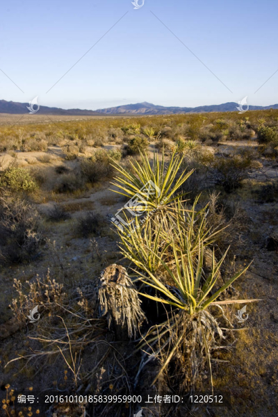 絲蘭在Joshua,Tree