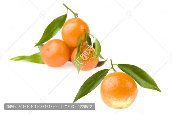 小葉子