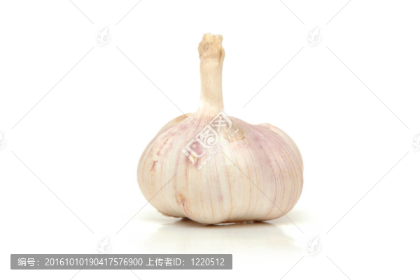 白色大蒜丁香