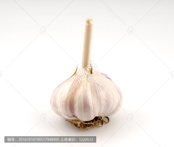 大蒜鱗莖