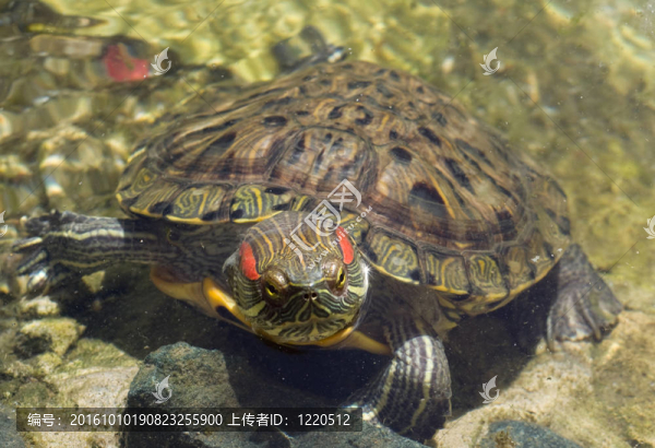 石頭上的天然水庫(kù)龜