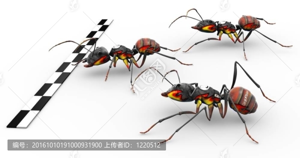 紅火蟻穿越終點(diǎn)線