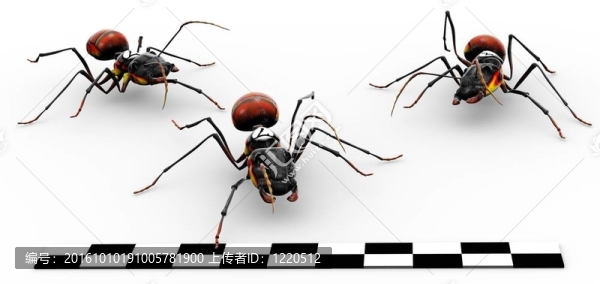 紅火蟻穿越終點線