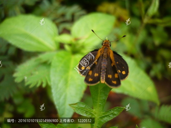 蝴蝶-匯圖網(wǎng) www.fosd68.com 蝴蝶