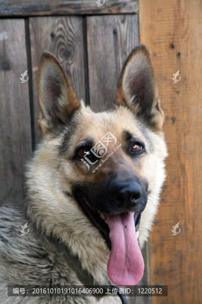德國牧羊犬