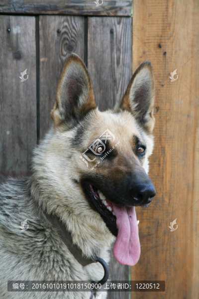 德國牧羊犬