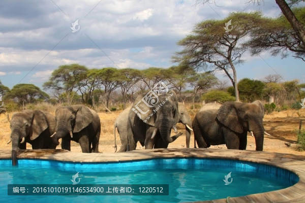 在游泳池elefants