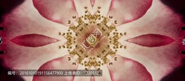 抽象的花朵