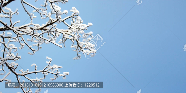 樹枝上的雪