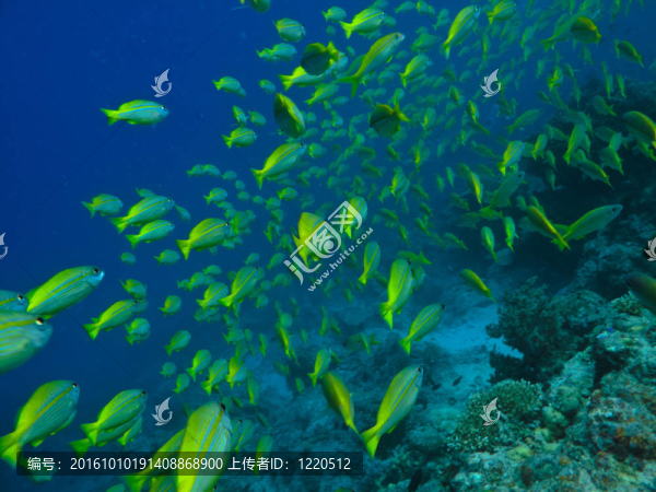 澳大利亞大堡礁外科醫(yī)生魚學(xué)院