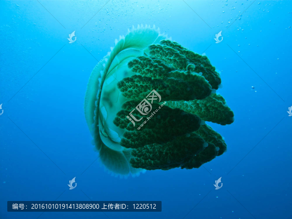 澳大利亞大堡礁水母的側(cè)面圖