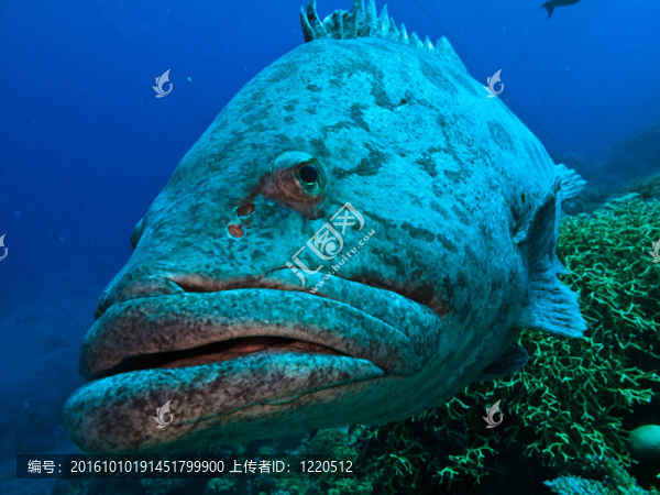 關(guān)閉大堡礁巨型土豆鱈魚魚澳大利亞