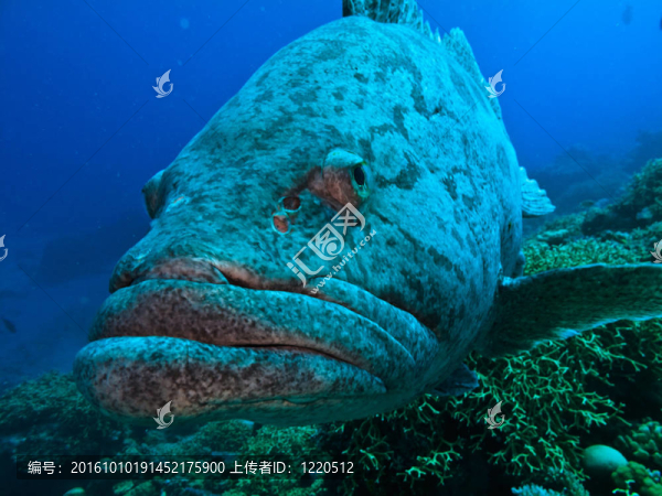 大堡礁澳大利亞巨型土豆鱈魚