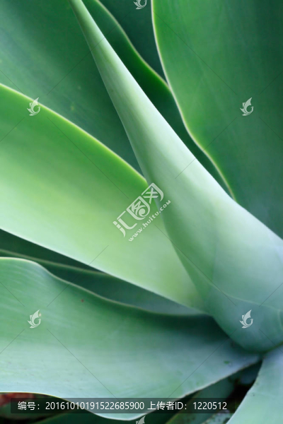 蘆薈植物