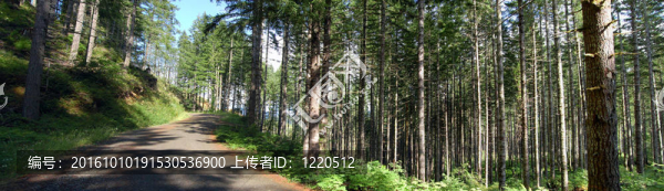 伐木道路